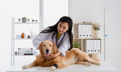 End of life Pet Care Calgary End of life Pet Care Calgary
